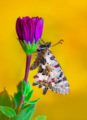 Gordijnen Macro shots, Beautiful nature scene. Closeup beautiful butterfly (Eastern Festoon) sitting on the flower in a summer garden. © blackdiamond67