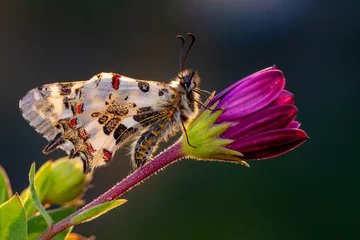 Gordijnen Macro shots, Beautiful nature scene. Closeup beautiful butterfly (Eastern Festoon) sitting on the flower in a summer garden. © blackdiamond67