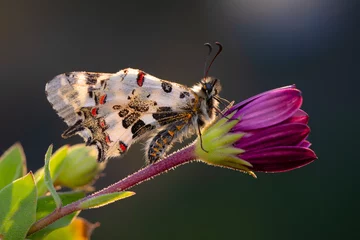 Gordijnen Macro shots, Beautiful nature scene. Closeup beautiful butterfly (Eastern Festoon) sitting on the flower in a summer garden. © blackdiamond67