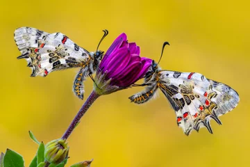 Selbstklebende Fototapeten Macro shots, Beautiful nature scene. Closeup beautiful butterfly (Eastern Festoon) sitting on the flower in a summer garden. © blackdiamond67
