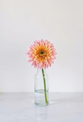 Single dahlia in a clear glass vase, elegant still life on marble, interior, white, vibrant