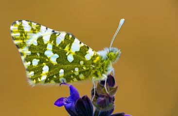 Selbstklebende Fototapeten Macro shots, Beautiful nature scene. Closeup beautiful butterfly (Eastern Festoon) sitting on the flower in a summer garden. © blackdiamond67
