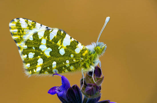 Macro shots, Beautiful nature scene. Closeup beautiful butterfly (Eastern Festoon) sitting on the flower in a summer garden.