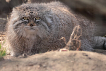 Portrait of Otocolobus manul
