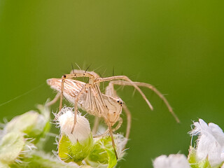 Striped lynx spider perched on a flower bud, showcasing its delicate features and hunting prowess