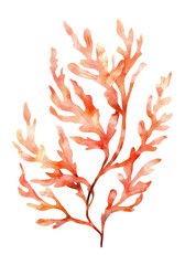 PNG Watercolor seaweed illustration leaf watercolor illustration.