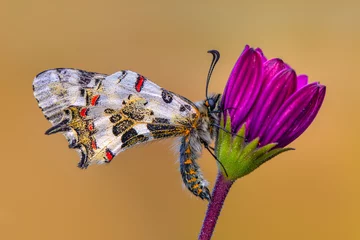 Gordijnen Macro shots, Beautiful nature scene. Closeup beautiful butterfly (Eastern Festoon) sitting on the flower in a summer garden. © blackdiamond67
