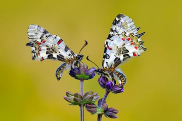 Gordijnen Macro shots, Beautiful nature scene. Closeup beautiful butterfly (Eastern Festoon) sitting on the flower in a summer garden. © blackdiamond67