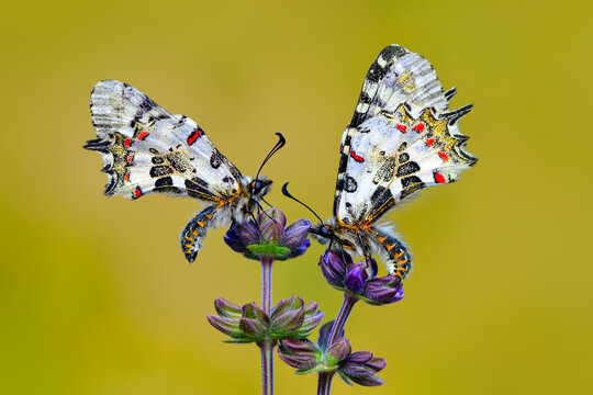 Macro shots, Beautiful nature scene. Closeup beautiful butterfly (Eastern Festoon) sitting on the flower in a summer garden.