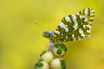 Gordijnen Macro shots, Beautiful nature scene. Closeup beautiful butterfly sitting on the flower in a summer garden.   © blackdiamond67