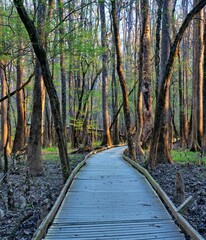 Obraz premium Sunrise through the cypress trees of Congaree National Park on the last day of winter
