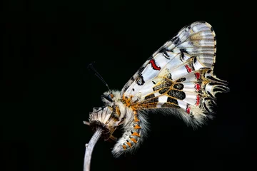 Gordijnen Macro shots, Beautiful nature scene. Closeup beautiful butterfly (Eastern Festoon) sitting on the flower in a summer garden. © blackdiamond67