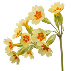 Obraz premium A beautiful bouquet of yellow, orange, and pink flowers in bloom, showcasing lilies, tulips, and orchids, surrounded by green leaves, perfect for a spring garden or floral arrangement