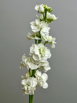 Fresh white matthiola flower