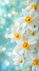 Obraz premium Elegant white flowers with bright yellow centers gracefully bloom against a soft, blurred blue background in springtime