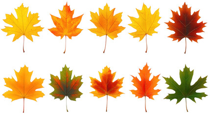 Fototapeta premium autumn maple leaves