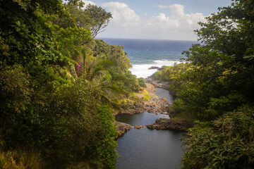 Obraz premium forest river leading to the ocean