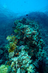 Barriera corallina in Mar Rosso, con coralli , spugne e piccoli pesci colorati