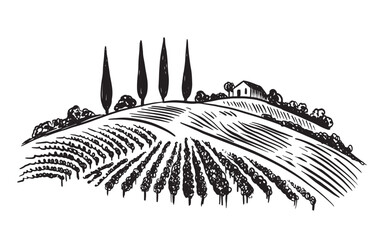 Vineyard landscape, hand drawn on white	
