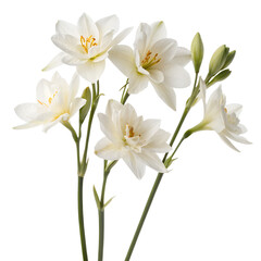 Obraz premium A bouquet of white narcissus flowers isolated on a white background