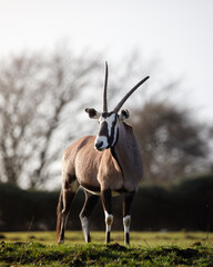 A Gemsbok antelope standing on grassland.