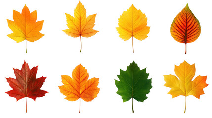 Fototapeta premium set of autumn leaves