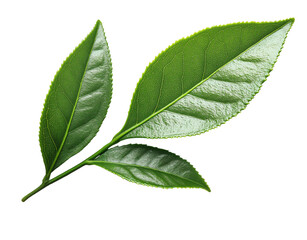 Obraz premium Fresh Green Tea Leaves Isolated, Natural Green Tea Leaf Branch