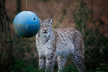 Obraz premium A female Eurasian Lynx behind a blue ball enrichment item.