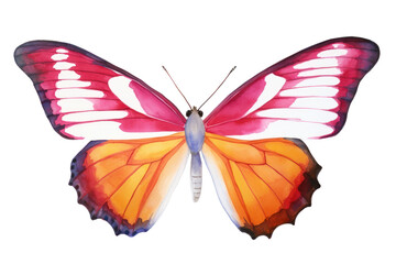 Fototapeta premium PNG Butterfly butterfly animal insect.