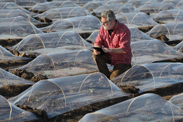 Farmer or agronomist examining watermelon or melon plant under small protective plastic greenhouse using tablet