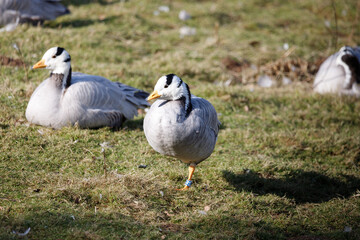 A Bar-headed goose standing on the grass.