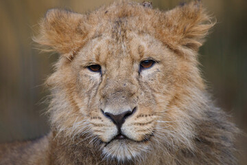 Fototapeta premium Close up shot of an Asian Lion cub.