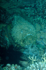 Synanceia verrucosa, conosciuto comunemente come pesce pietra tra le rocce