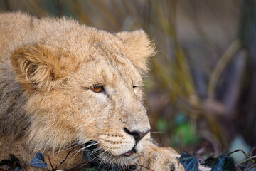 Close up shot of an Asian Lion cub.