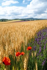Poppies and Wheat Field with Lavender