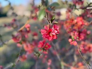 Wild Japanese chaenomeles (Chaenomeles japonica) blooming on a sunny day. A bunch of beautiful red flowers from Japanese verse are the natural background.