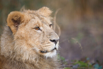 Close up shot of an Asian Lion cub.