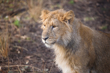 Obraz premium Close up shot of an Asian Lion cub.