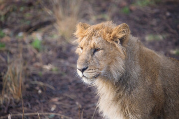 Close up shot of an Asian Lion cub.