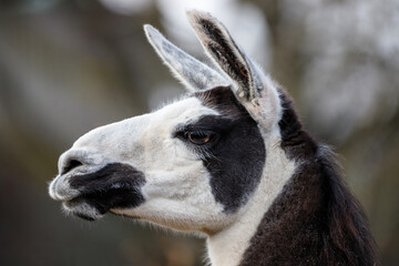 Obraz premium Close up shot of a Llama.