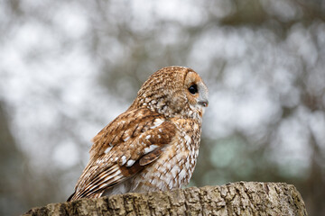 A Tawny Owl in profile.