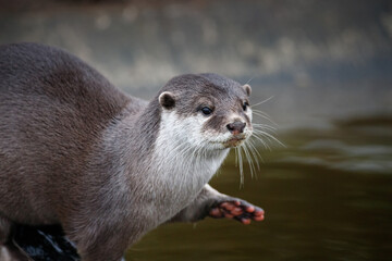 Close up of a Asian small-clawed otter.
