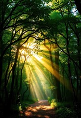 Obraz premium Golden sunlight pierces emerald canopy, illuminating mystical forest path, mystical, canopy, twigs