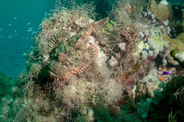 Scorfano adagiato e mimetizzato sulla barriera corallina © Massimo