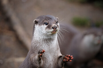 Asian small clawed otter standing on it's rear legs with it's hands outstretched. 
