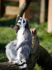 Ring tailed Lemur sitting against a tree