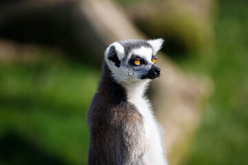Ring tailed Lemur in profile.