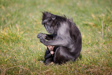 Mother and Baby Celebes crested macaque.
