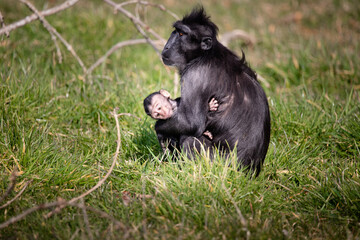 Mother and Baby Celebes crested macaque.
