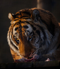 A male Amur Tiger enjoying a meal.